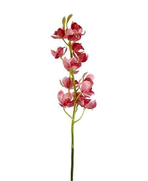 ORQ CYMBIDIUM HASTE 78CM
