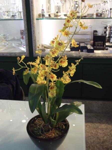 ARRANJO ORQUIDEA DANCING/VASO BOWL CAFE