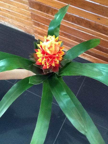 BROMELIA 59CM