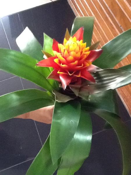 BROMELIA 38CM