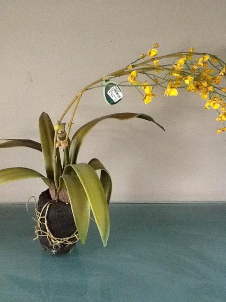 ARRANJO ORQUIDEA DANCING C/ SOLO 70CM