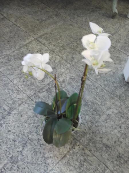 ARRANJO DE ORQUIDEA PHALAENOPSIS VASO BR 60CM