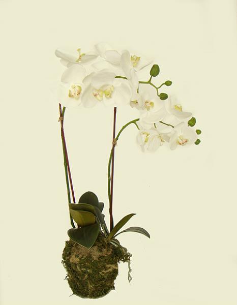 ARRANJO ORQUIDEA PHALAENOPSIS BR/SOLO 60CM