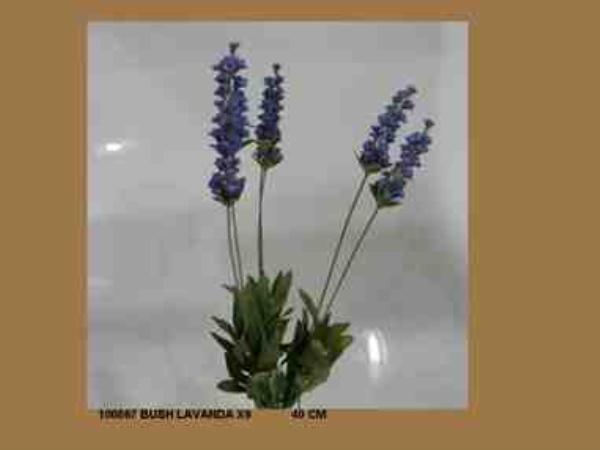 BUSH LAVANDA X6