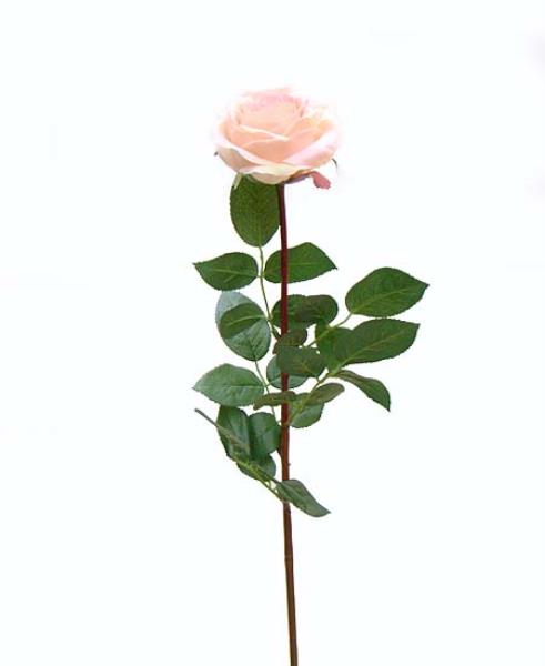 ARRANJO ORQ PHALAEN PLANTA BR NO SOLO