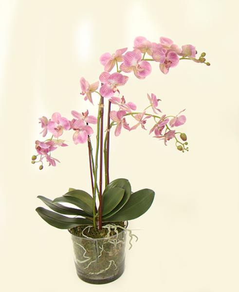 ARRANJO ORQ PHALAENOPSES X2 VASO 70 CM