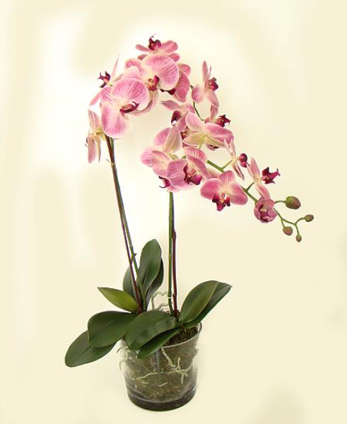 ARRANJO ORQ PHALAENOPSES X2 VASO 75 CM