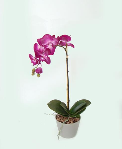 ARRANJO ORQ PHALAENOPSES FU NO VASO