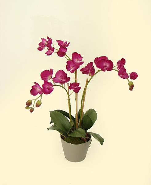 ARR: ORQ PHALAEN X3 EM VASO, 58 CM