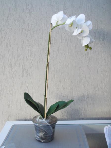 ARR: ORQ PHALAEN PLANTA BR,SOLO