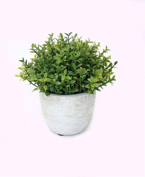 ARRANJO OREGANO NO VASINHO