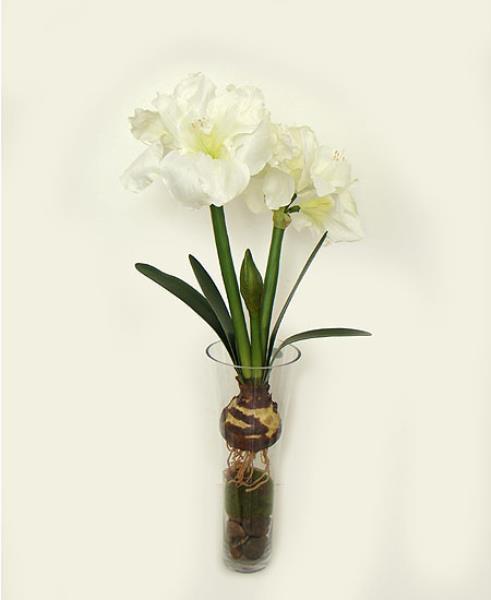 ARR. AMARYLLIS COM BULBO NO VIDRO