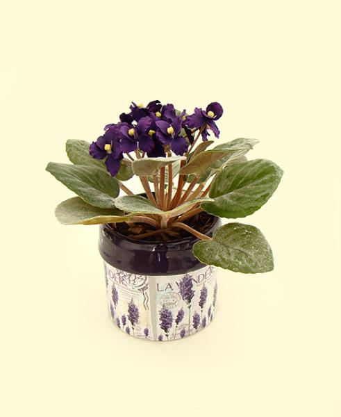 ARR. VIOLETA NO VASO 20 CM