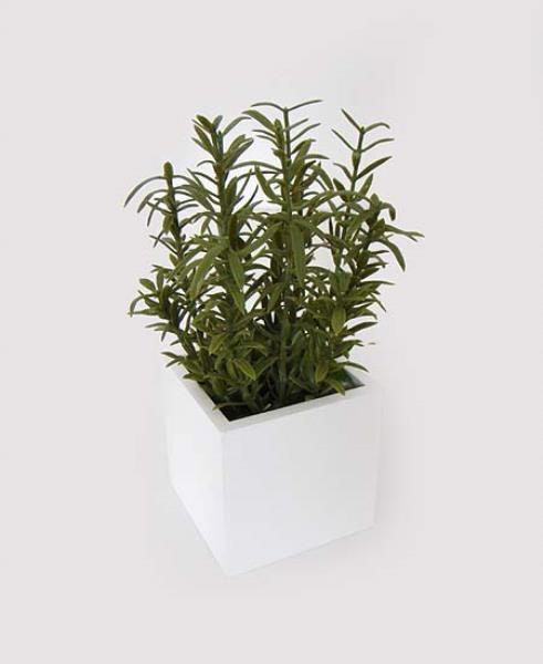 ARR. ALECRIM NA CAIXA BRANCA, 20CM