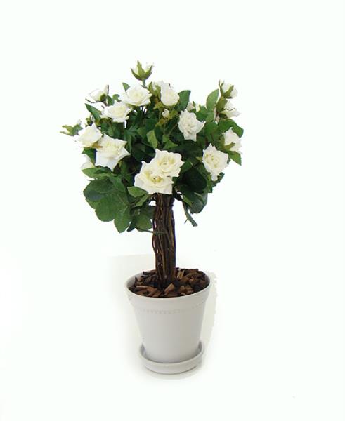 ARR. TOPIARIA MINI DE ROSAS/ VASO BR