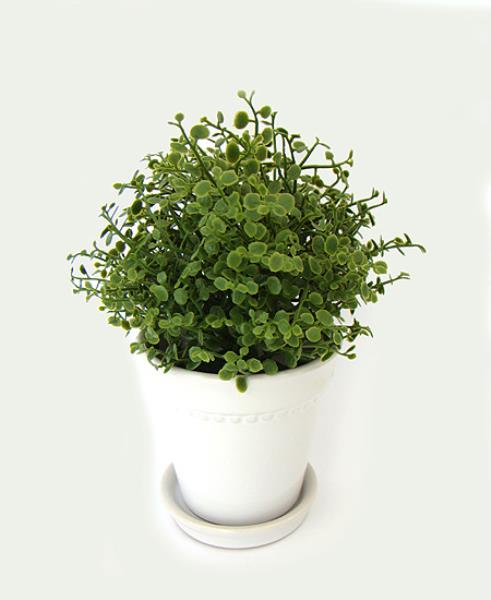 ARR. FITOSPORUM NO VASO BRANCO, 15CM