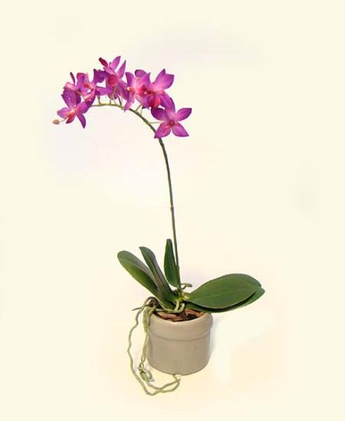 ARR. ORQ PHALAEN FUCSIA/ V FENDI, 34CM