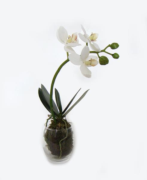ARR ORQ PHALAENOPSIS VIDRO 28CM