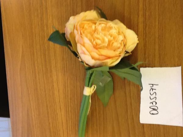 BUSH PEONIA MARY SALOMAO 27 CM