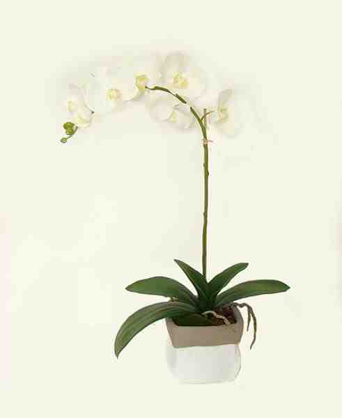 ARR ORQ PHALAENOPSIS BR NO VASO 67CM