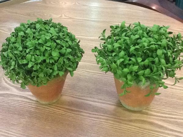 BUCHO NO V N.1 C/ PATINA