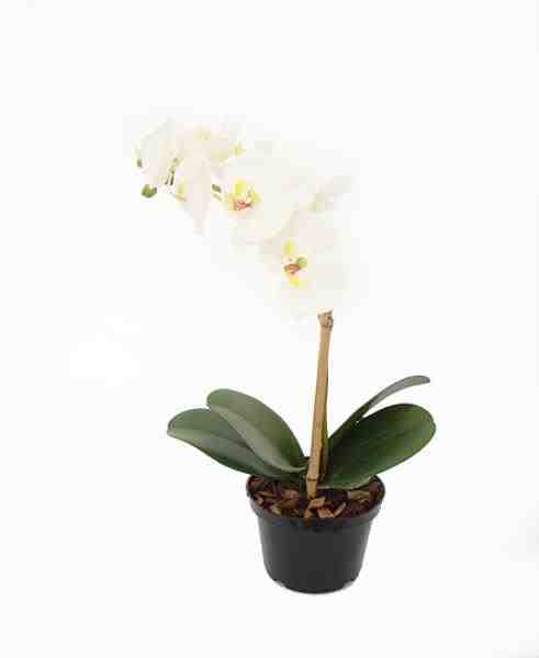 ARR ORQ PHALAENOPSIS EM POTE 35CM