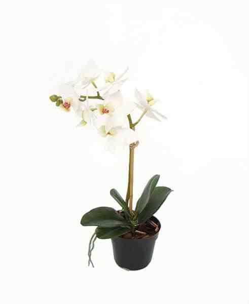 ARR ORQ PHALAENOPSIS EM POTE 32CM
