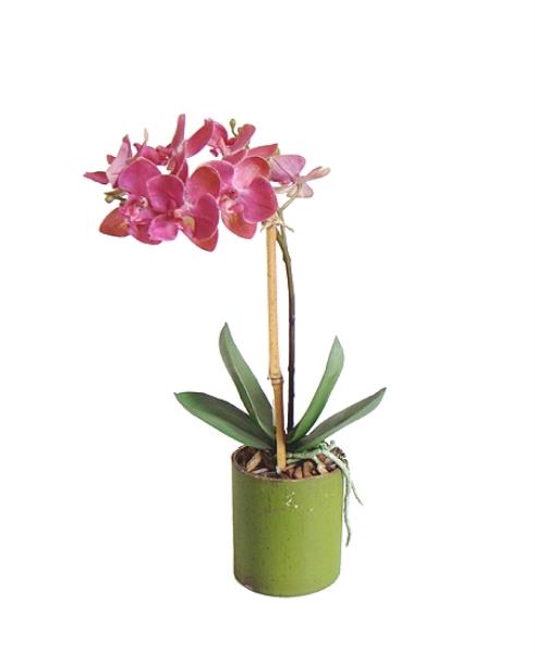 ARR ORQ PHALAENOPOLIS NO BAMBU 32CM