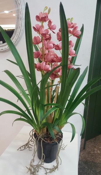 ARR ORQ CYMBIDIUM AMX3 EM POTE 85CM