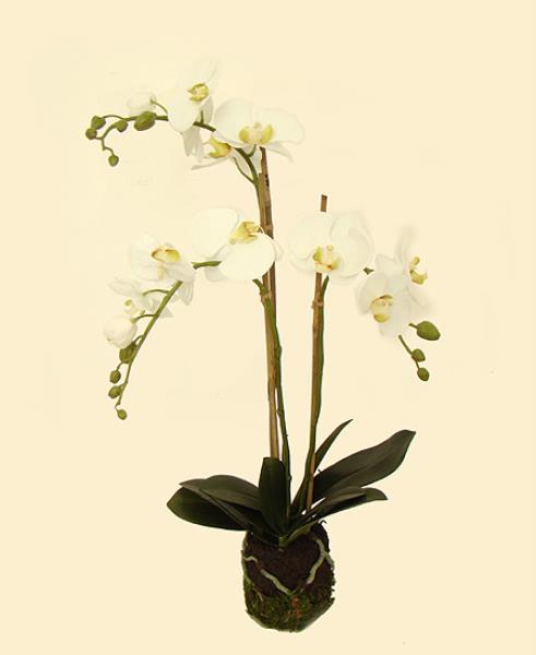 ARRANJO ORQ PHALAENOPSIS
