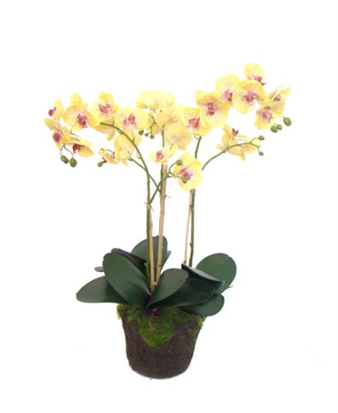 ARR ORQ PHALAENOPSIS AM EM SOLO 70CM