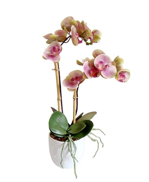 ARR ORQ PHALAEN VF X2 EM VASO BR 50CM