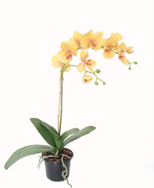 ARR ORQ PHALAEN BR EM POTE 72CM