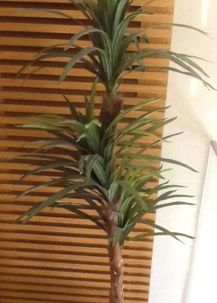 ARVORE YUCCA X3 1,80M TN