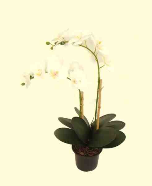 ARR ORQ PHALAEN BR X2 NO POTE 63CM