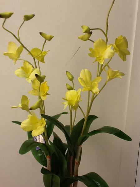 ARR S/B ORQ DENFALES C/ CAULE FOLHA 74CM