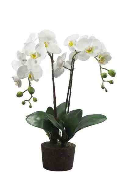 ARR S/B ORQ PHALAENOPSIS C/ 7 FLORES TQ REAL VIME 77CM