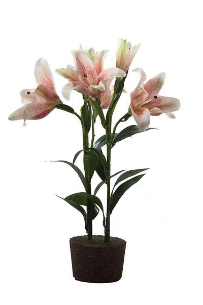 ARR S/B LIRIO CASA BLANCA X2 BOTAO TR 60CM