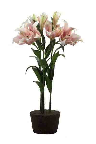 ARR S/B LIRIO CASA BLANCA X2 BOTAO TR 72CM