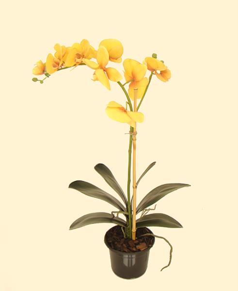 ARR ORQ PHALAENOPSIS VM EM POTE 70 CM
