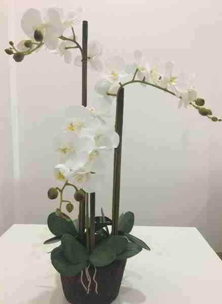 ARR SV ORQUIDEA X3 BF 1544 BR HASTE