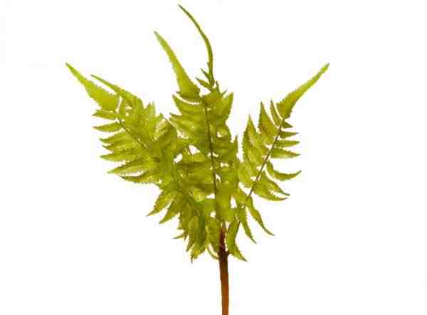 BUQUE DE SAMAMBAIA X7 32CM