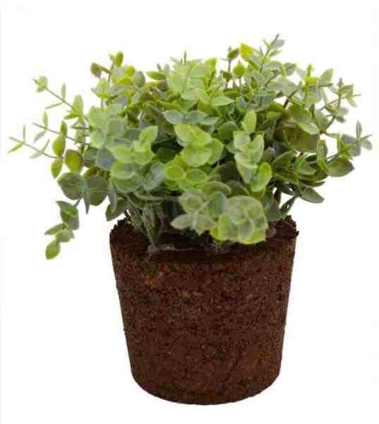 ARRANJO DINHEIRINHO BF 4687VD X16