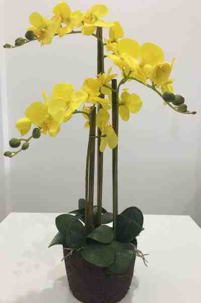 ARR SV ORQUIDEA X3 BF 1544 AM