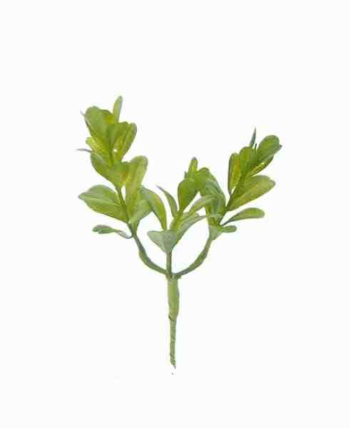 BUXINHO PICK C/ 30 UNIDADES