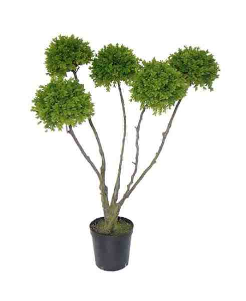 BUXINHO ARVORE X5 1,10 C/ POTE