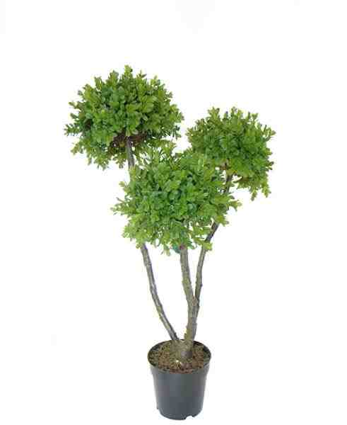 BUXINHO ARVORE X3 70 CM C/ POTE