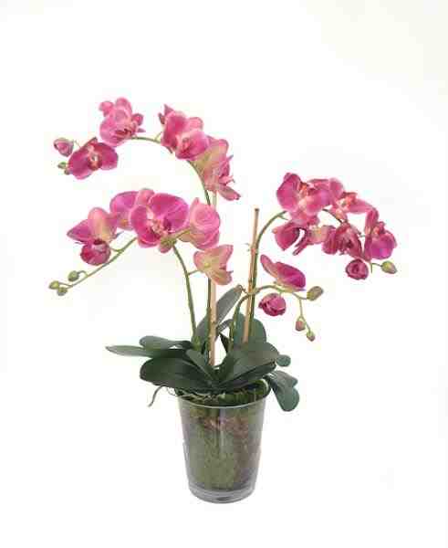 ARR ORQ PHALAEN FU X3 EM VIDRO 70CM