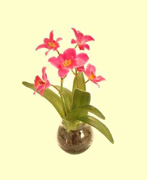 ARR ORQ CATLEIA FU X2 EM VIDRO 28CM