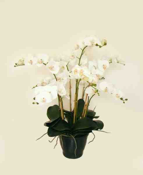 ARR ORQ PHALAEN BR X9 EM POTE 90CM